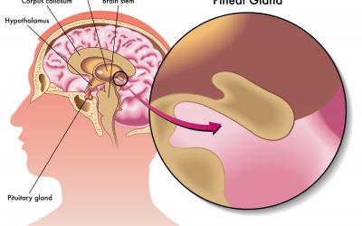 pineal gland